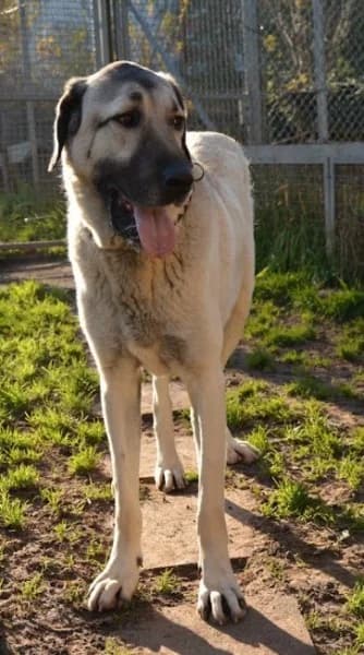 Pasa, Kangal (Tierheim Stuttgart)