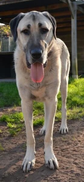 Pamuk,  (Tierheim Stuttgart)