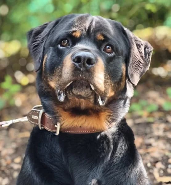Kimbo, male senior Rottweiler for adoption at Tierheim Stuttgart, Stuttgart
