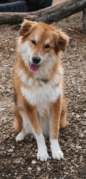 Niko, male 5yo mixed breed for adoption at Tierheim Stuttgart, Stuttgart