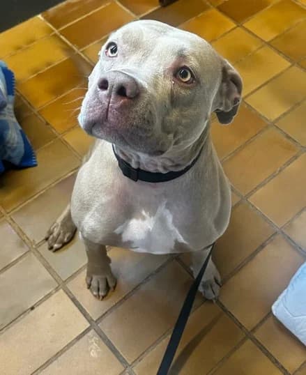 Heidi, female 4yo mixed breed for adoption at Tierheim Stuttgart, Stuttgart
