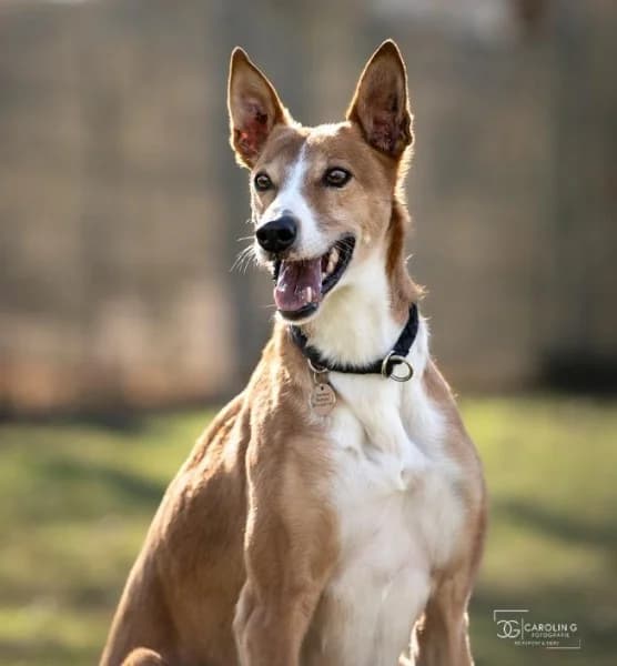 Mats, male 7yo Galgo Español for adoption at Tierheim Stuttgart, Stuttgart