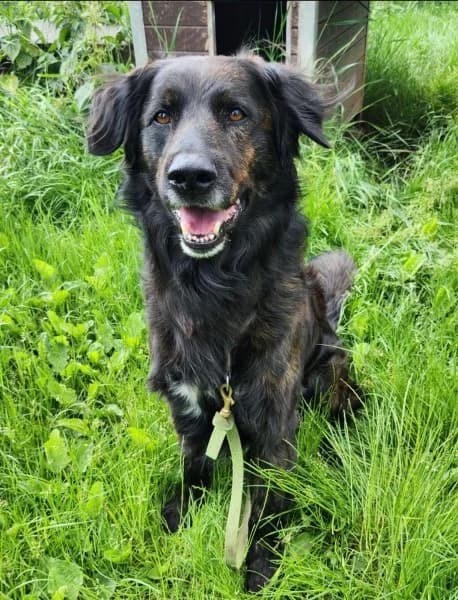 Axo, male senior mixed breed for adoption at Tierheim Stuttgart, Stuttgart