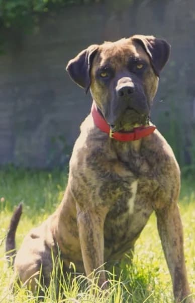 Kahn, male 5yo Presa Canario for adoption at Tierheim Stuttgart, Stuttgart