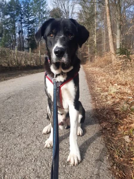 Buddy, male 5yo mixed breed for adoption at Tierheim Stuttgart, Stuttgart