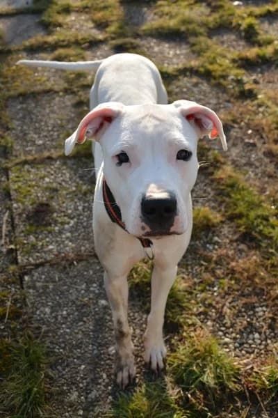 Pearl, female young mixed breed for adoption at Tierheim Stuttgart, Stuttgart