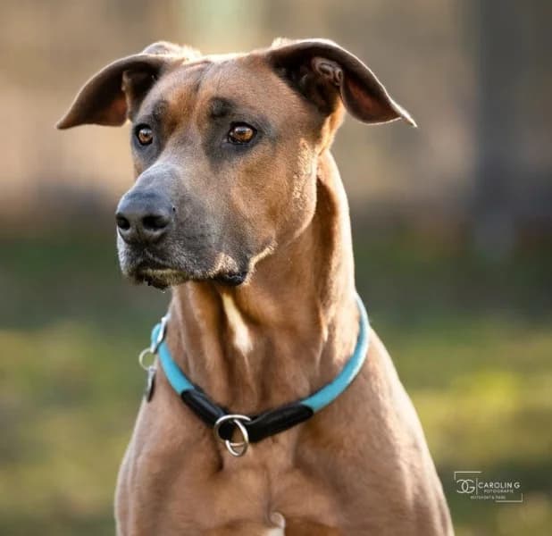 Gamba, male 6yo Rhodesian Ridgeback for adoption at Tierheim Stuttgart, Stuttgart