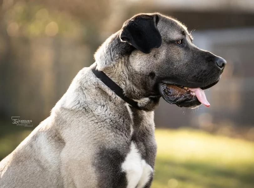 Emir, male young Mastiff for adoption at Tierheim Stuttgart, Stuttgart