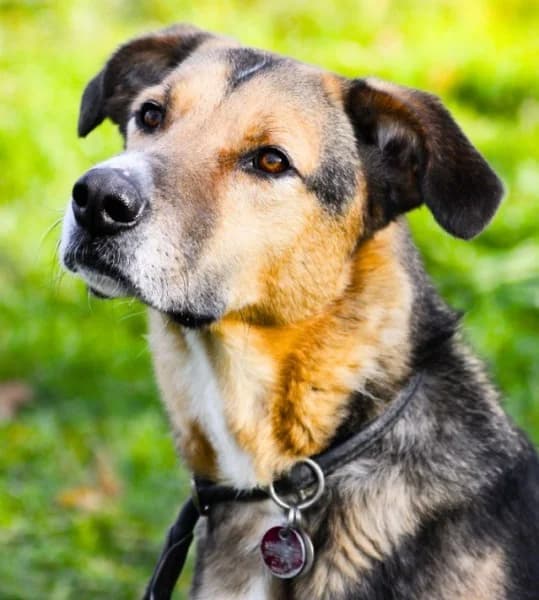 Lucius, male 5yo German Shepherd for adoption at Tierheim Stuttgart, Stuttgart