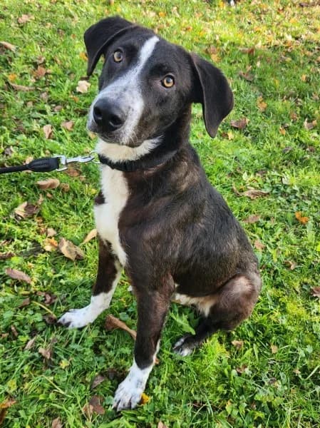 Elmo, Labrador Retriever (Tierheim Stuttgart)