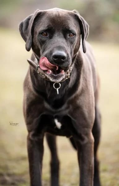 Blaze, male 7yo Labrador Retriever for adoption at Tierheim Stuttgart, Stuttgart