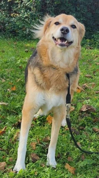 Pumpkin, German Shepherd (Tierheim Stuttgart)
