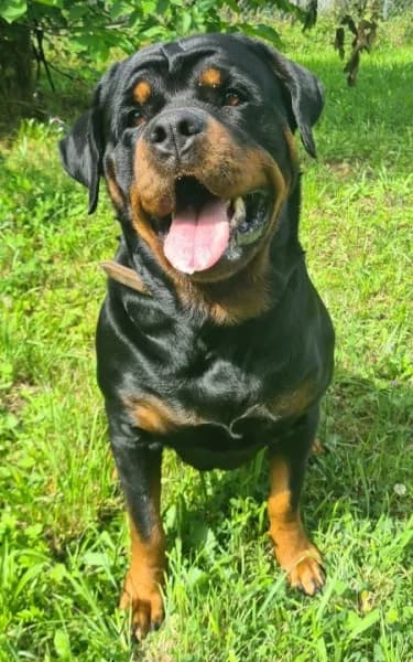 Dunya ( Bailey vom Elsbach ), female 5yo Rottweiler for adoption at Tierheim Stuttgart, Stuttgart