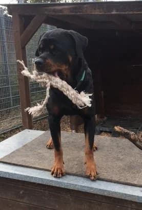 Dunya ( Bailey vom Elsbach ) photo 2