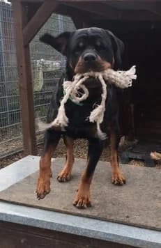 Dunya ( Bailey vom Elsbach ) photo 3