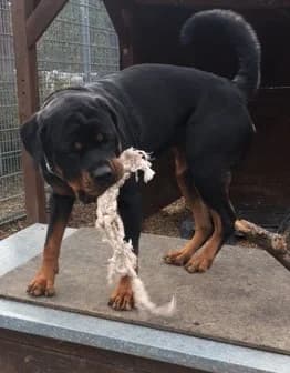 Dunya ( Bailey vom Elsbach ) photo 4