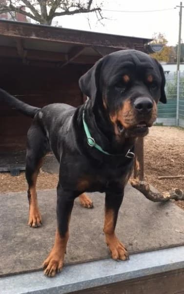 Dunya ( Bailey vom Elsbach ) photo 5