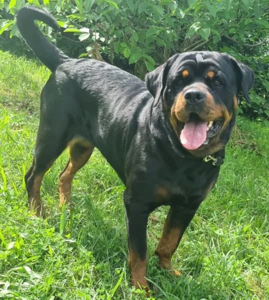 Dunya ( Bailey vom Elsbach ) photo 6