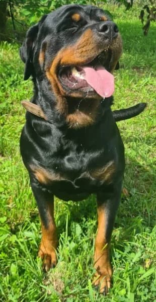 Dunya ( Bailey vom Elsbach ) photo 7