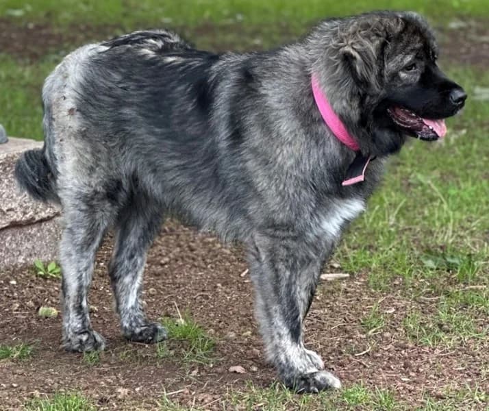 Ayu, female young mixed breed for adoption at Tierheim Stuttgart, Stuttgart