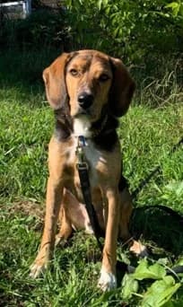 Cooper, male 7yo mixed breed for adoption at Tierheim Stuttgart, Stuttgart