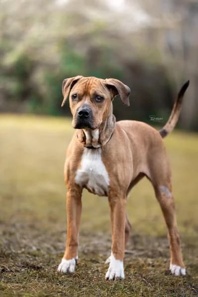 Panci, female senior mixed breed for adoption at Tierheim Stuttgart, Stuttgart