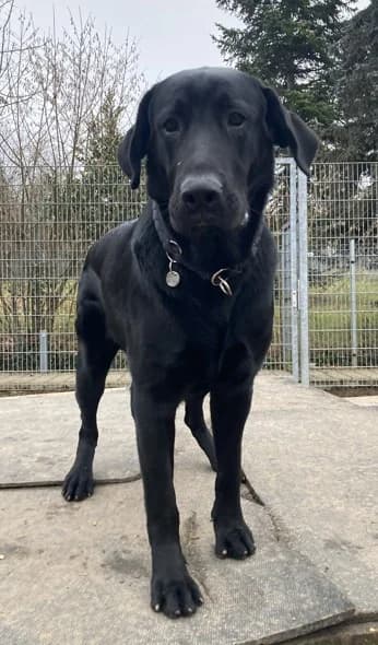 Aramis, male young Mixed Breed for adoption at Tierheim Stuttgart, Stuttgart