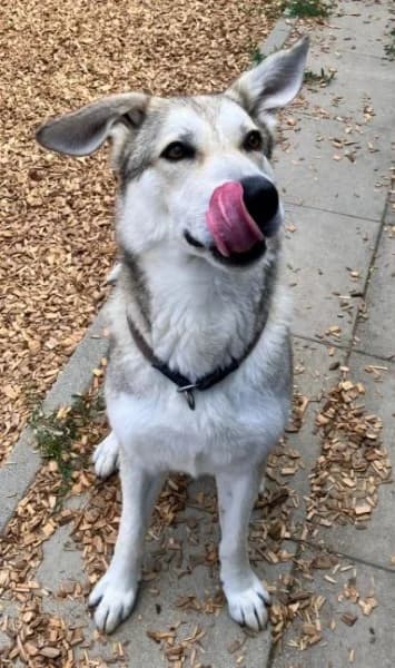 Dobby, male 6yo Husky for adoption at Tierheim Stuttgart, Stuttgart