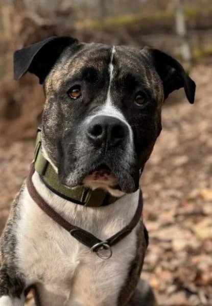 Geronimo, male 6yo Presa Canario for adoption at Tierheim Stuttgart, Stuttgart