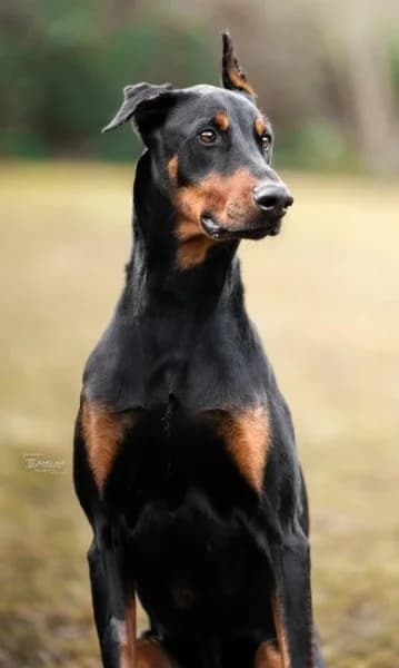 Zorba, male 4yo Doberman for adoption at Tierheim Stuttgart, Stuttgart