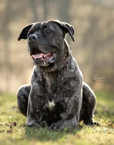 Puella, female 5yo Cane Corso for adoption at Tierheim Stuttgart, Stuttgart