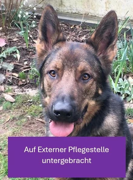 Rocky, male 5yo German Shepherd for adoption at Tierheim Stuttgart, Stuttgart