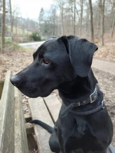 Odin, male 5yo Rhodesian Ridgeback for adoption at Tierheim Stuttgart, Stuttgart
