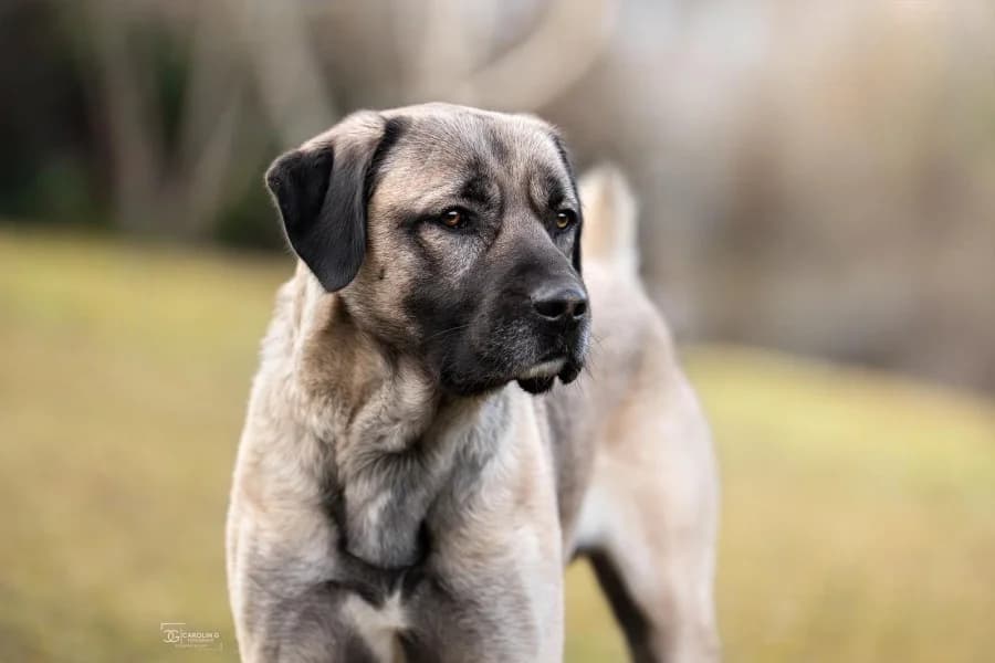 Aslan, male 5yo Kangal for adoption at Tierheim Stuttgart, Stuttgart