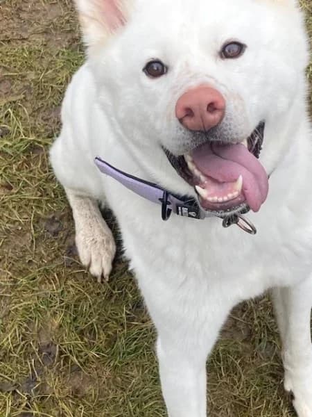 Shira, female young Akita for adoption at Tierheim Stuttgart, Stuttgart