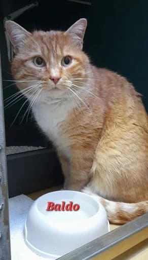Baldo, European Shorthair (Tierheim Stuttgart)