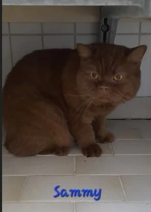 Sammy (schokofarben) und Stipo (creme-weiß)