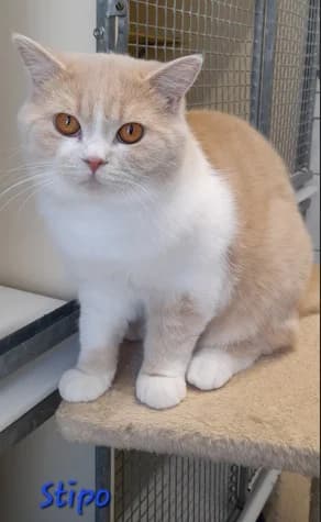 Sammy (schokofarben) und Stipo (creme-weiß) photo 2