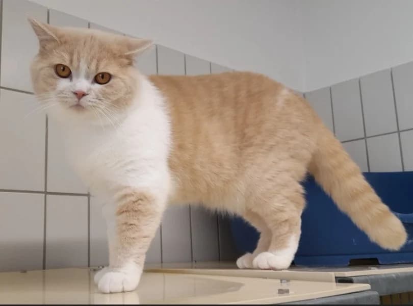 Sammy (schokofarben) und Stipo (creme-weiß) photo 3