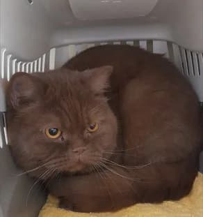 Sammy (schokofarben) und Stipo (creme-weiß) photo 4