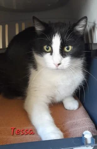 Tessa, European Shorthair (Tierheim Stuttgart)
