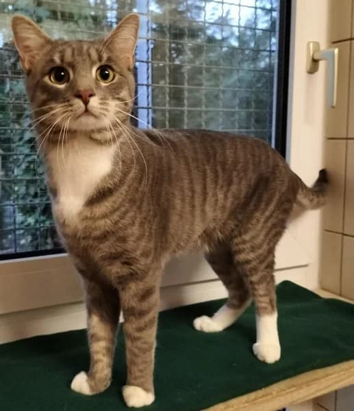 Nalo, male young European Shorthair for adoption at Tierheim Stuttgart, Stuttgart