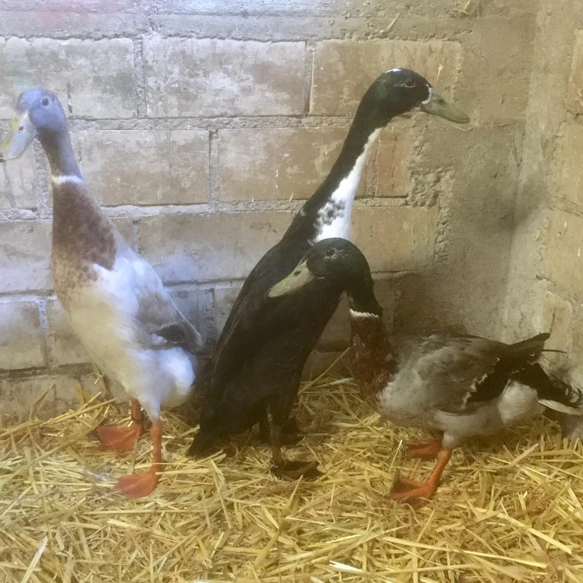 Laufenten-Erpel,  Mixed Breed for adoption at Tierheim Paderborn, Paderborn