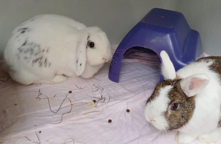 Joris und Mara,  (Tierheim Stuttgart)