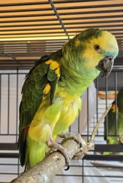 Jacob, male senior mixed breed for adoption at Tierheim Stuttgart, Stuttgart