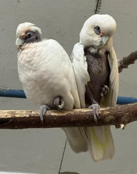 Frosti und Agathe PBFD, male senior mixed breed for adoption at Tierheim Stuttgart, Stuttgart