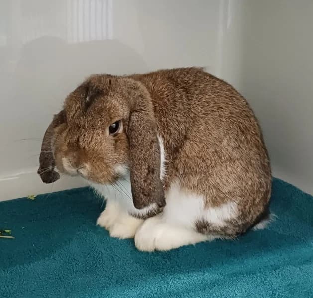 Franz, male mixed breed for adoption at Tierheim Stuttgart, Stuttgart