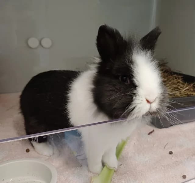 Knut, male senior mixed breed for adoption at Tierheim Stuttgart, Stuttgart