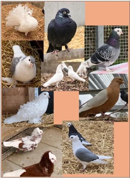 Tauben (verschieden Rassen), male senior mixed breed for adoption at Tierheim Stuttgart, Stuttgart