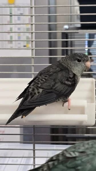 Mateo und Carlos,  (Tierheim Stuttgart)